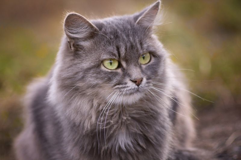 дворовая кошка. Классический портрет.photo preview