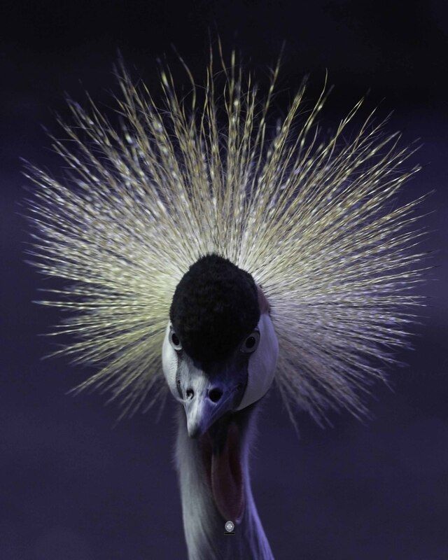 Grey-necked crowned cranephoto preview