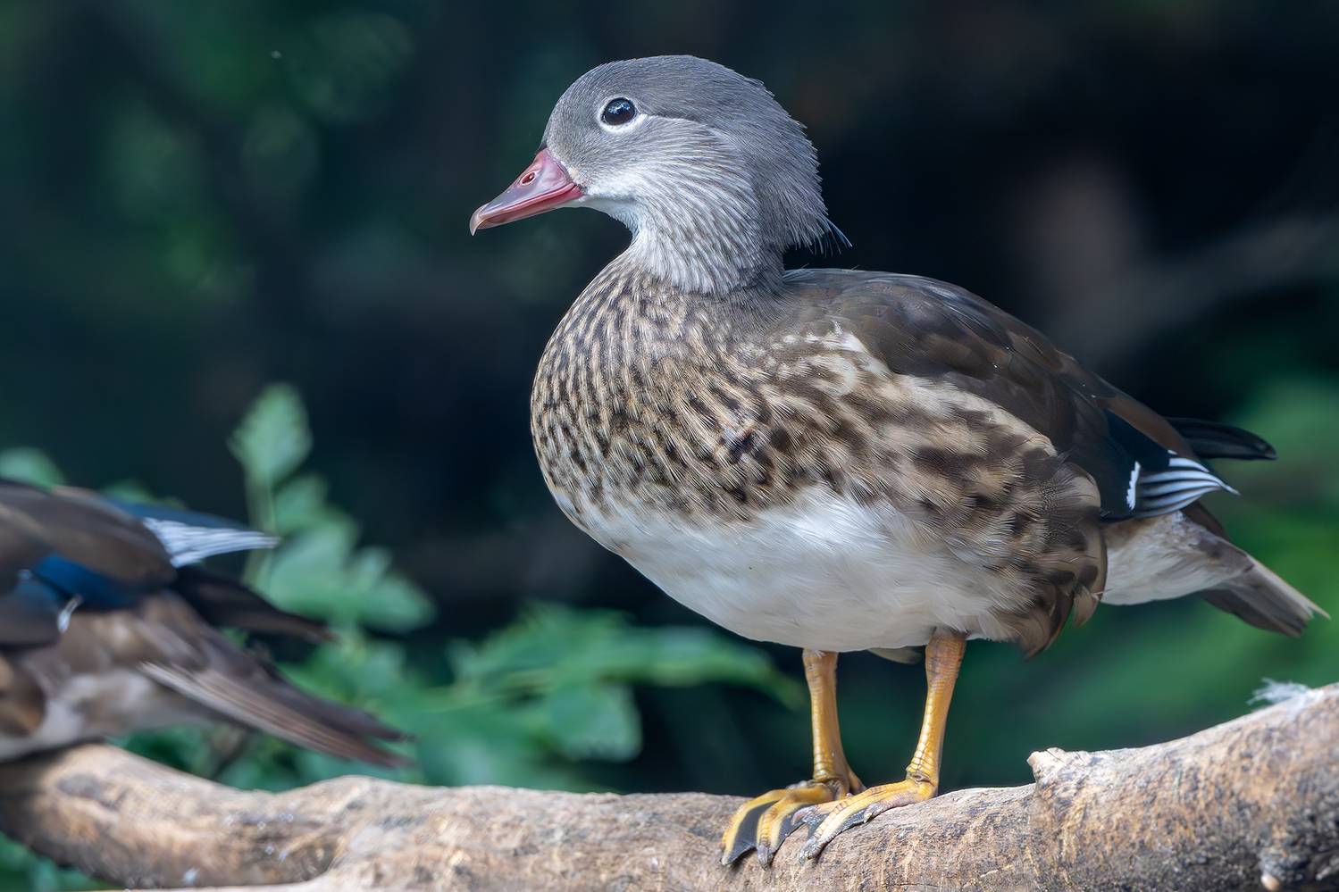 , Молодкин Дмитрий