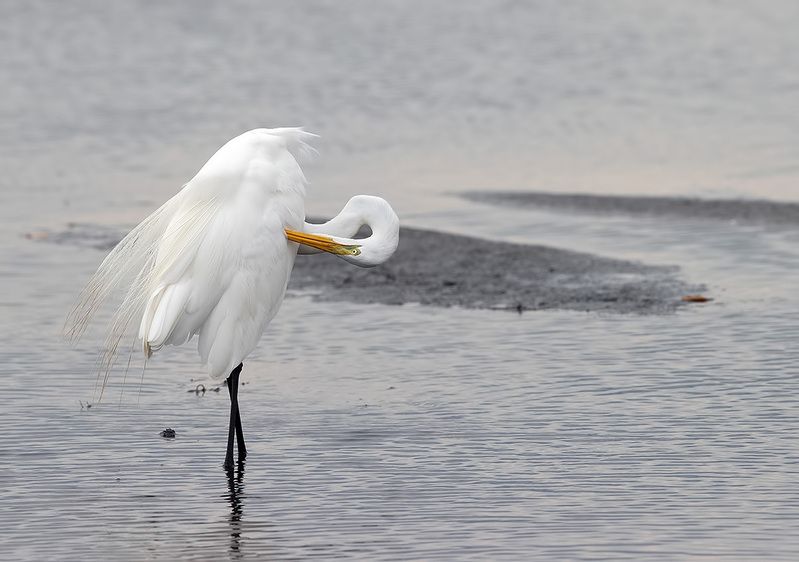 great egret, флорида, большая белая цапля, heron,egret,цапля, florida Great Egret - Большая белая цапляphoto preview