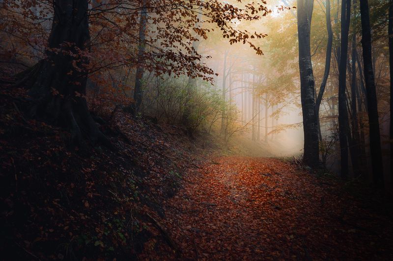 With a breeze of autumn rainphoto preview