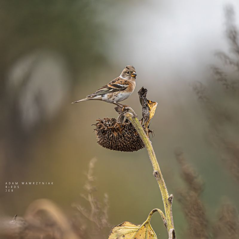 Fringilla montifringillaphoto preview