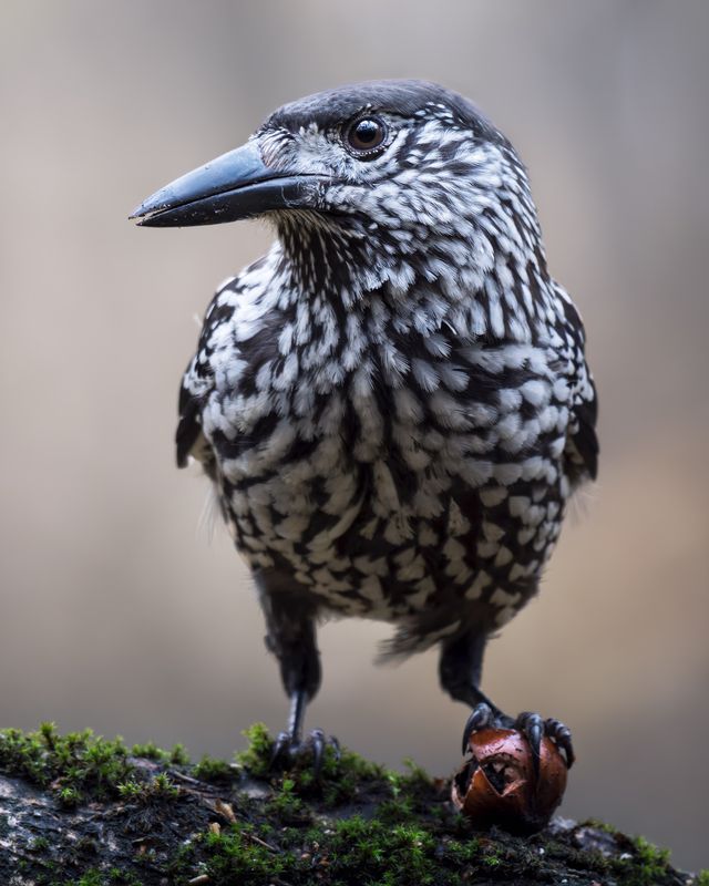 Кедровка (Nucifraga caryocatactes) photo preview