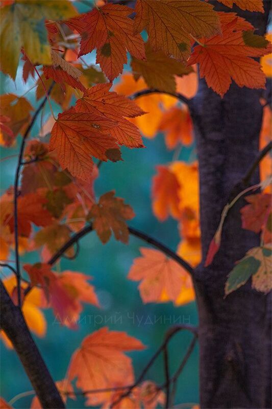 Краски осени фото превью