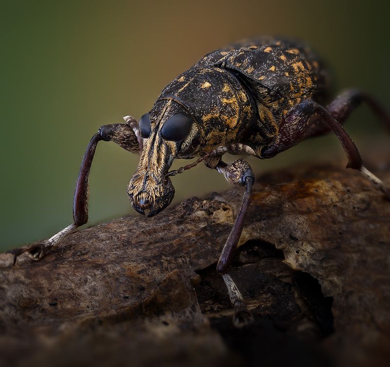 coleoptera, anthribidae photo preview