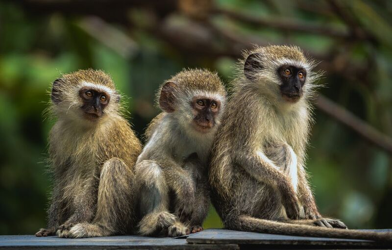 #vervet monkey #monkeys #animals of Africa #South Africa Веселое семейство. Животные Африкиphoto preview