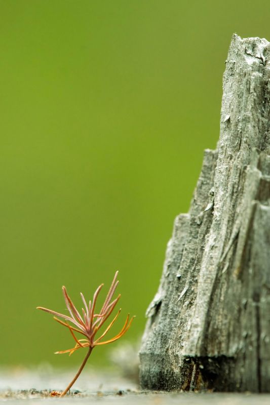 Мольба к Всевышнемуphoto preview
