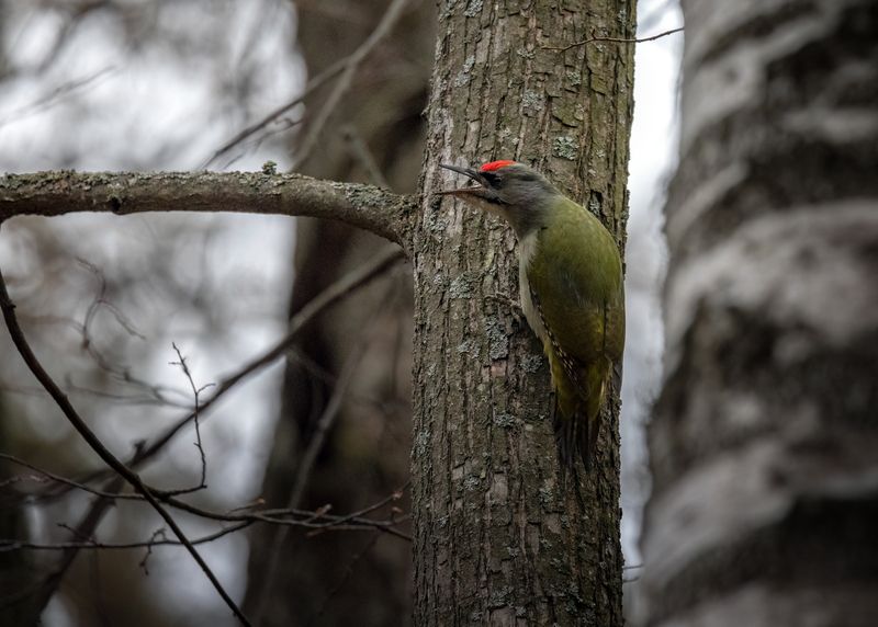 Седой дятелphoto preview