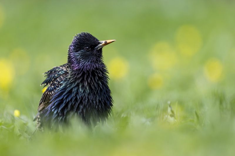 скворец, птицы photo preview