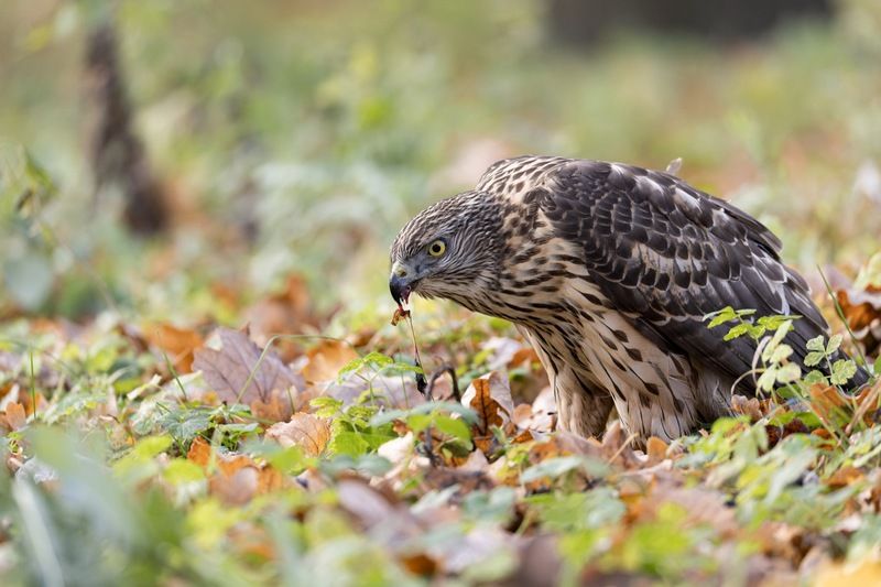 ястреб тетеревятник, ястреб, тетеревятник, птицы, ястреб-тетеревятник, хищники, хищная птица. hawk, birds, goshawk photo preview