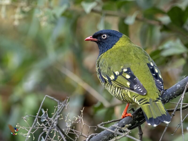 Barred Fruiteaterphoto preview