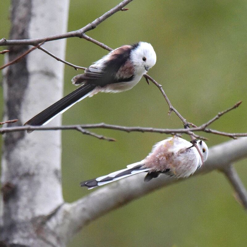 Неразлучникиphoto preview
