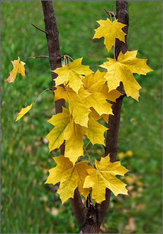 Осенний этюдphoto preview