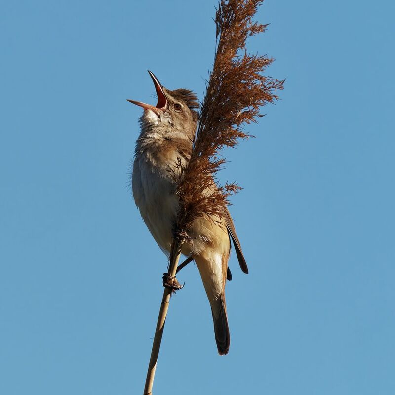 Горлопан фото превью