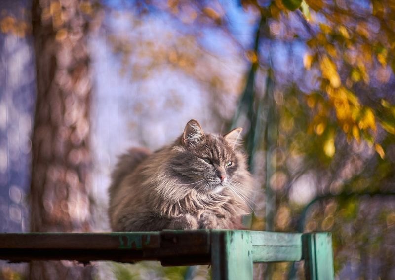 деревенская осень фото превью