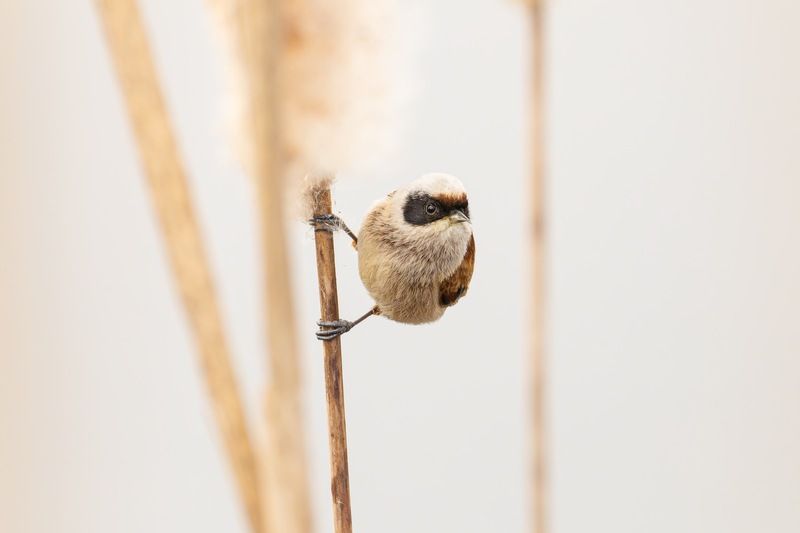 ремез, обыкновенный ремез, птицы, penduline tit, birds Ремезphoto preview