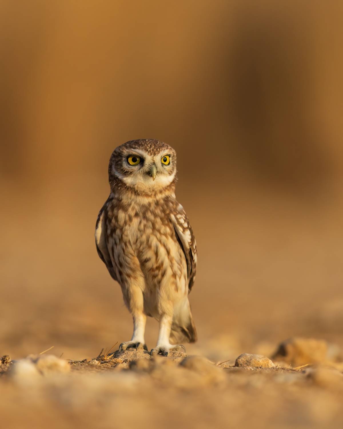 , Фруман Евгений