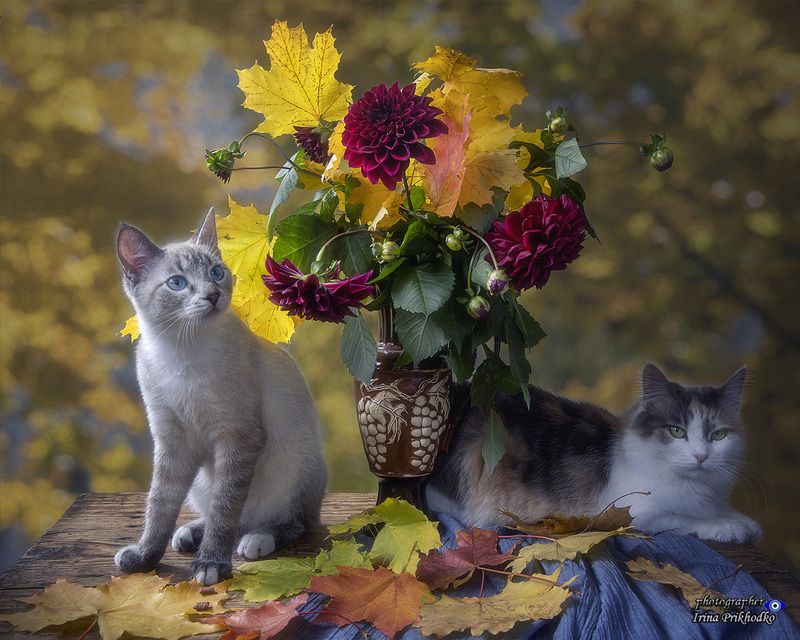 натюрморт, цветы, георгины, осень, осенние листья, котики, питомцы Подарок для мамыphoto preview