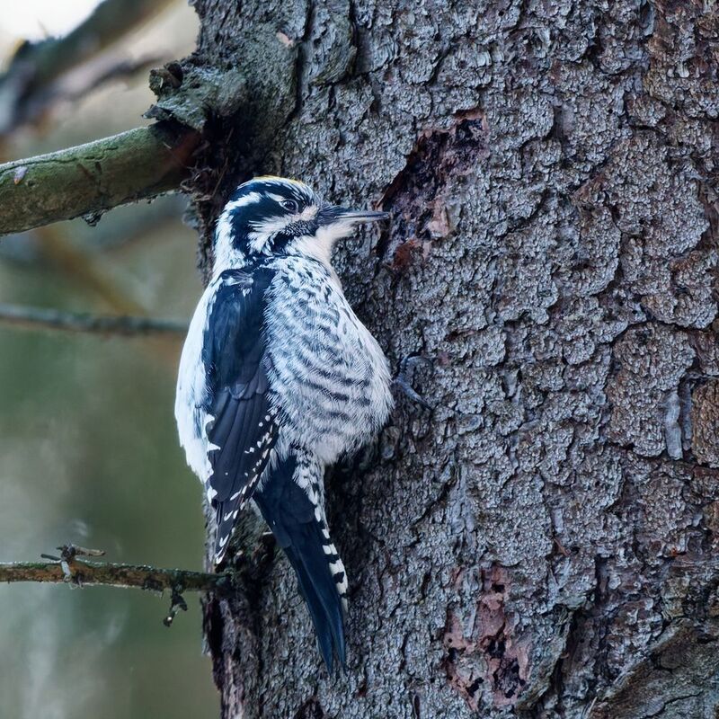 Раздухарился фото превью