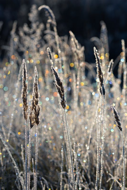 иней, трава, боке Волшебство хрустального утра фото превью