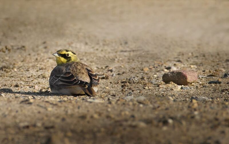 Рогатый жаворонок / Eremophila alpestris / Horned larkphoto preview