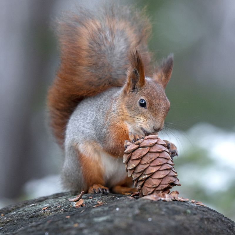 Лесные радости.photo preview