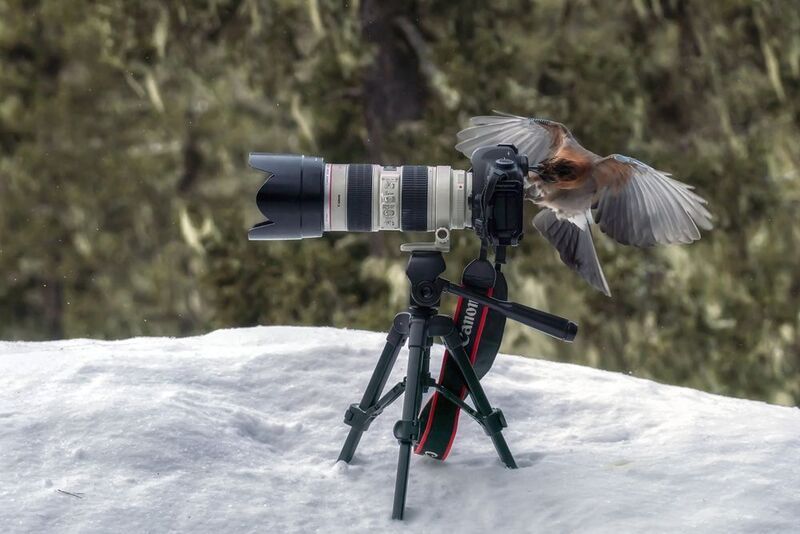 Вылетит, да не птичкаphoto preview