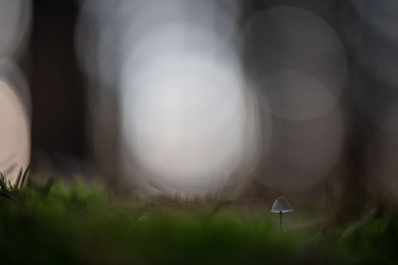 макро, гриб, мох, свет, осень, октябрь, россия, воронеж, лес, утро В октябрьском лесу...photo preview