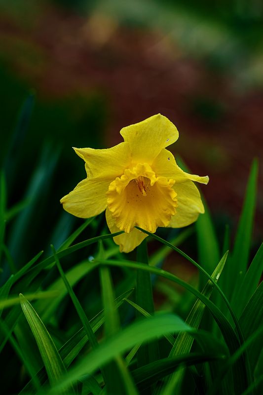 апрельскаяphoto preview