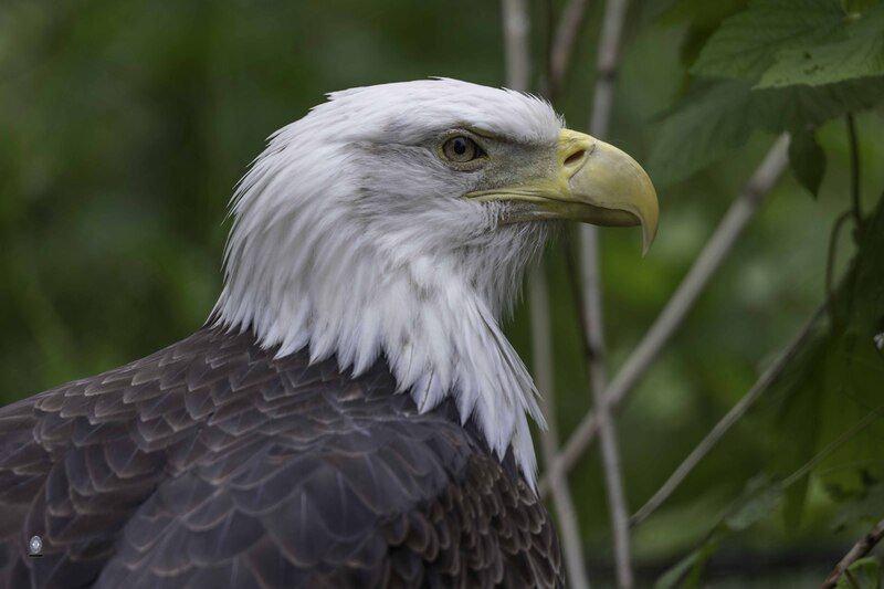 Bald eaglephoto preview