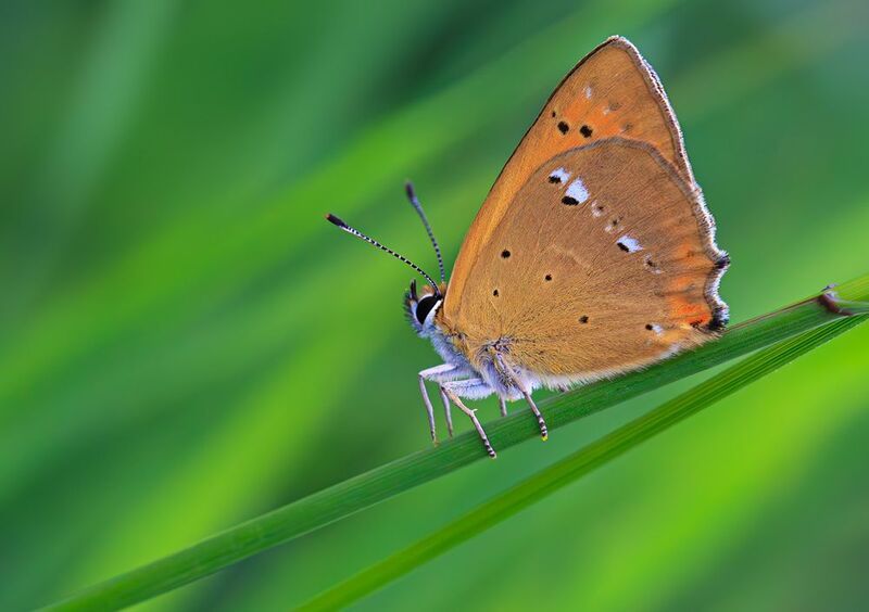 насекомые, бабочка, голубянка, червонец, огненный, лето, июнь Червонец огненный фото превью
