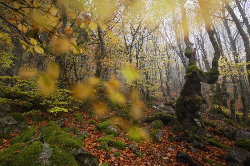 photography, mountain, autumn, flower, landscape, photo, awakening, flowers, land, landmark, lands, dramatic ligth, ligth, mountains Hayedo sin finphoto preview