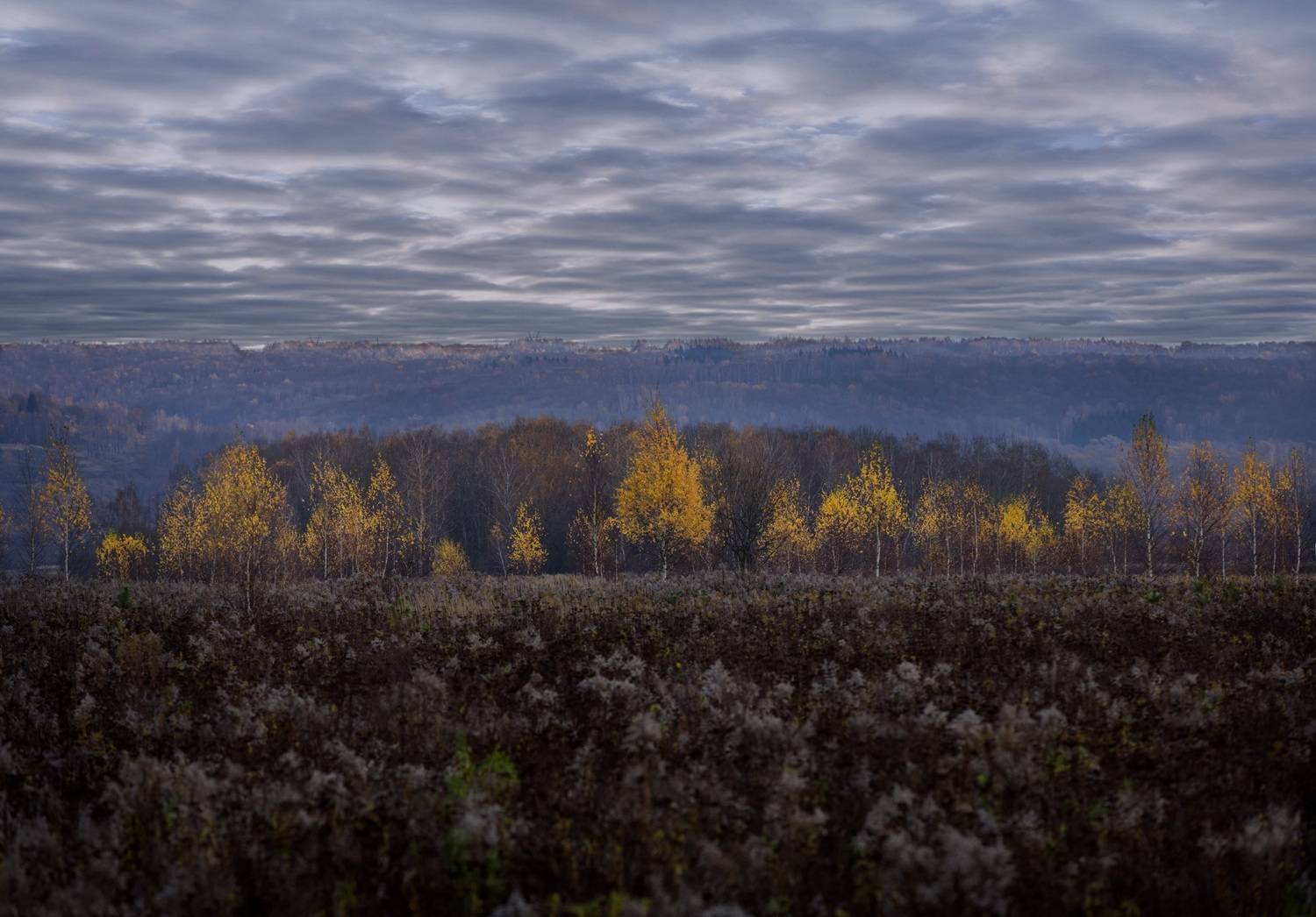 ***. Автор: Баранов Олег лес, свет, день, природа, Баранов Олег