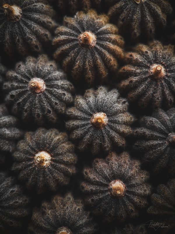 макро, макрофотография, фактуры, фактуры осени, травы, полевые травы, мобильная фотография Тыковки***photo preview