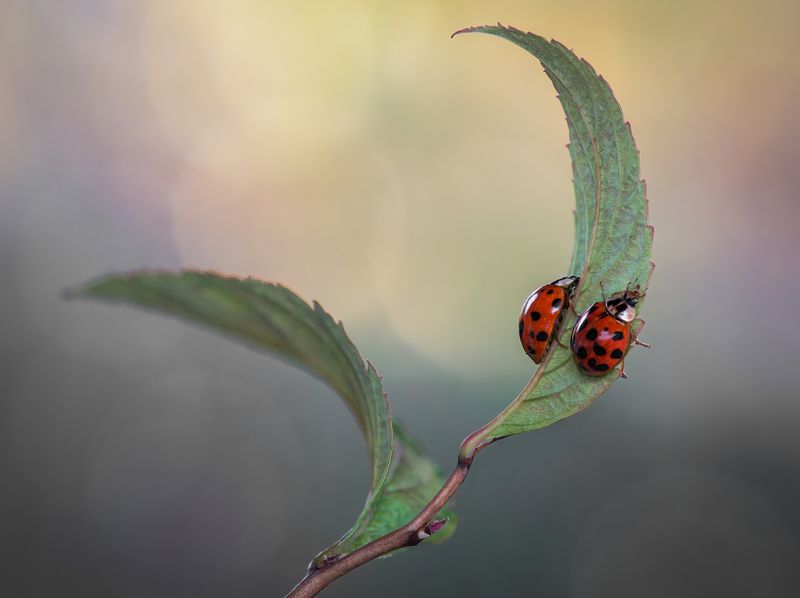 ladybug, beetle, insect, flower, macro, bugs, ladybird, Autumn siestaphoto preview