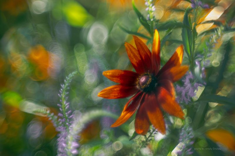 цветы, гелиос, макро, аромат, flowers, flower Рудбекия и сонphoto preview