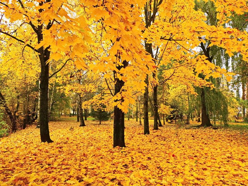 осень, клёны, листья, витебск На ковре из желтых листьев ...photo preview