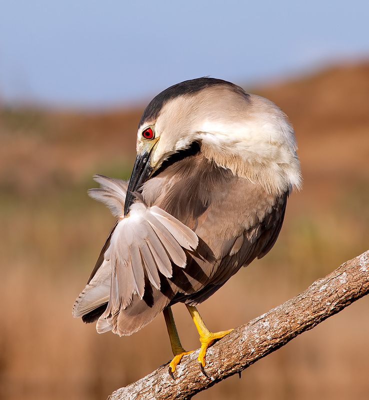 black-crowned night heron, кваква,heron, night heron, egret, israel, birds, израиль Кваква- Black-crowned Night Heronphoto preview