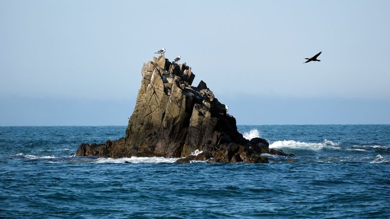 камчатка, птицы, остров старичков У острова СтАричковphoto preview