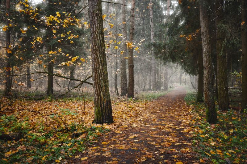 лес, деревья, листва, осень В осеннем лесуphoto preview