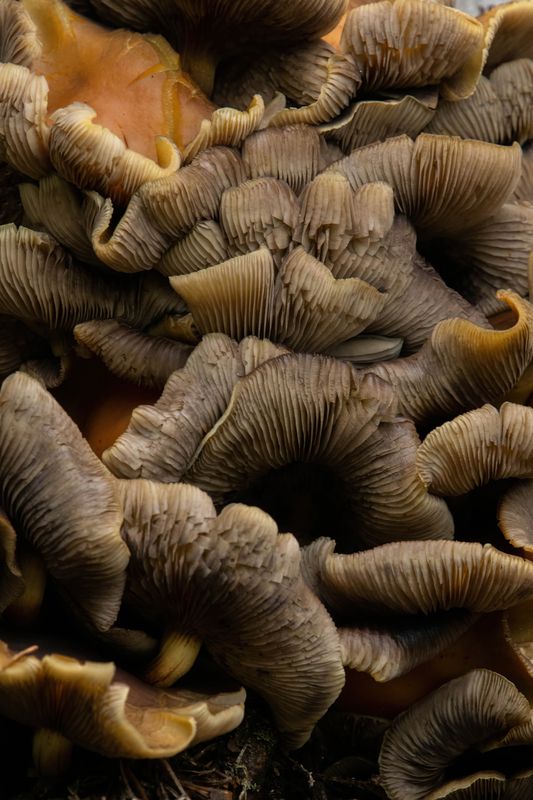 Грибная текстураphoto preview