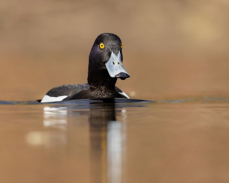 нырок, хохлатая чернеть, чернеть, утка, птицы Хохлатая чернетьphoto preview