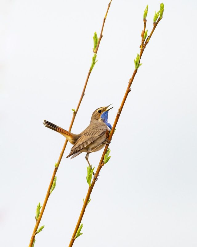 варакушка, птицы Варакушкаphoto preview