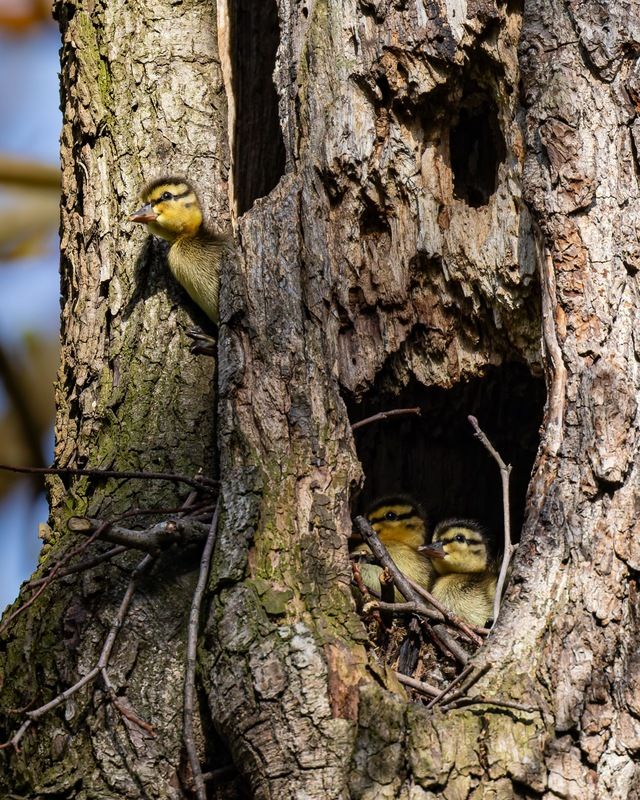 дупло, гнездо, утята, утенок, кряква, птицы Утята кряквы выпрыгивают из дуплаphoto preview