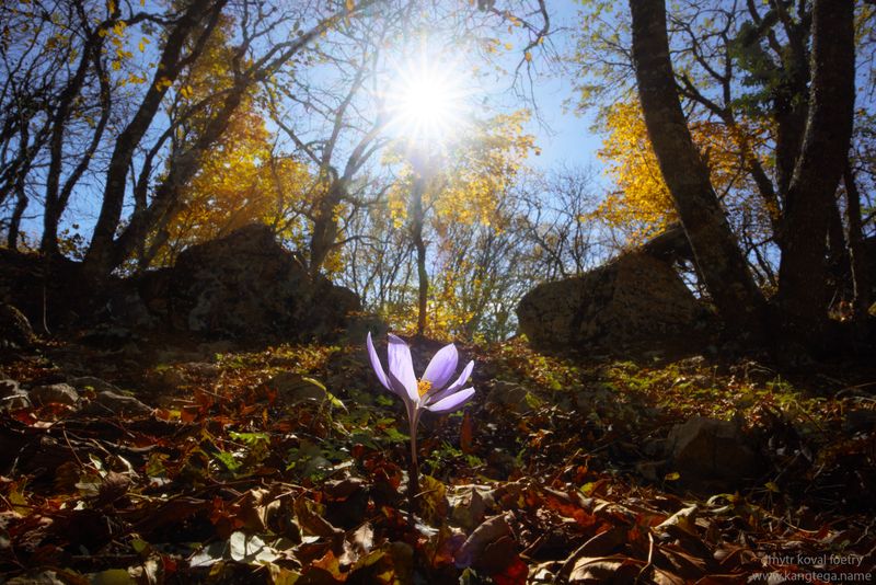 пейзажемагьё, пейзаж-как-виденье Цветок Осенней Звезды ... фото превью