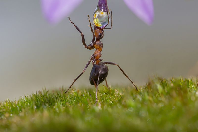 Артист муравьиного циркаphoto preview