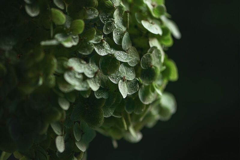 капли, гортензия, гладиолусы Этюды с гортензиейphoto preview