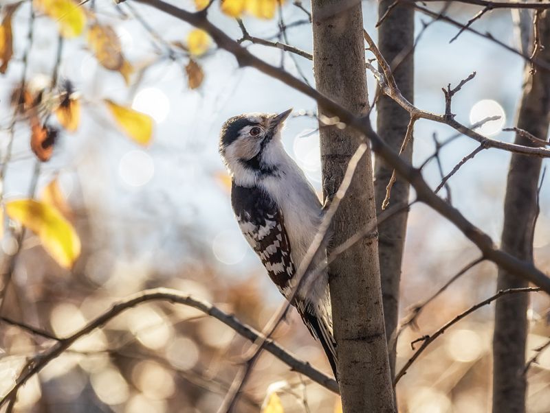 птица, дятел, осень, Малый пёстрый дятел (3 фото)photo preview