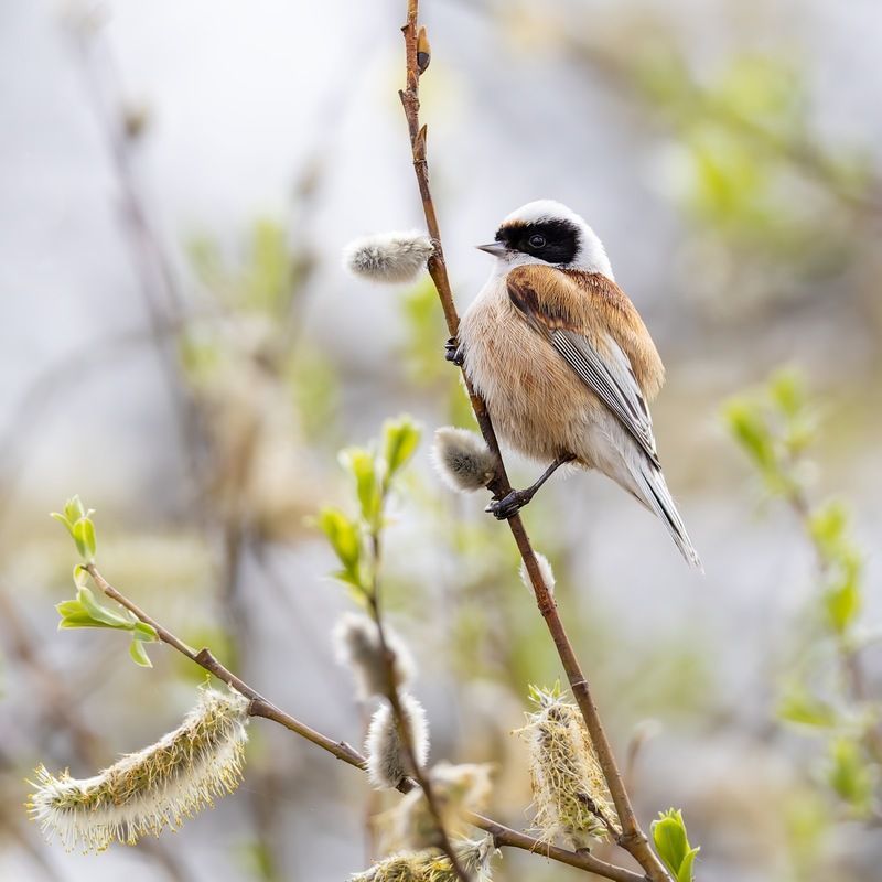 ремез, обыкновенный ремез, птицы, penduline tit, birds photo preview