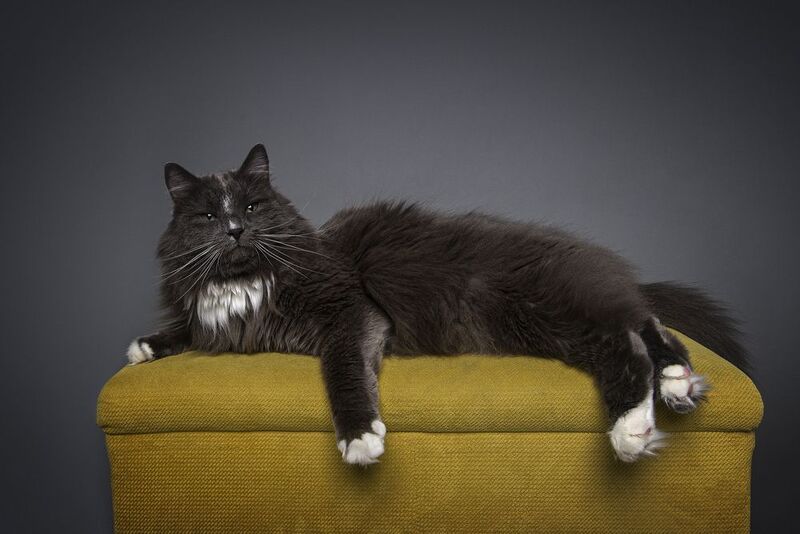 Просто котphoto preview